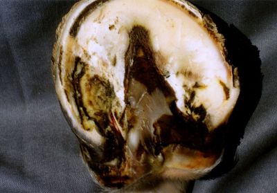 normal D11B jpg